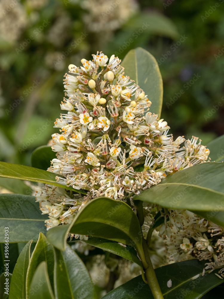 Fototapeta premium Closeup of flowers of Skimmia × confusa 'Kew Green' in a garden in Spring