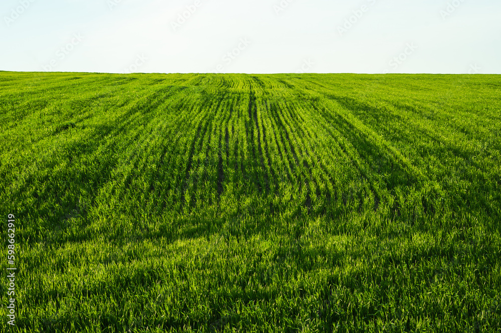 Obraz premium Green field of wheat