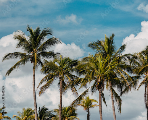 Wallpaper Mural palm trees and sky Torontodigital.ca