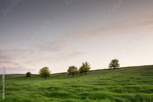 landscape with lonely trees © YARphotographer