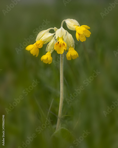 Closeup of flowers Cowslip (Primula veris) in a meadow in Spring