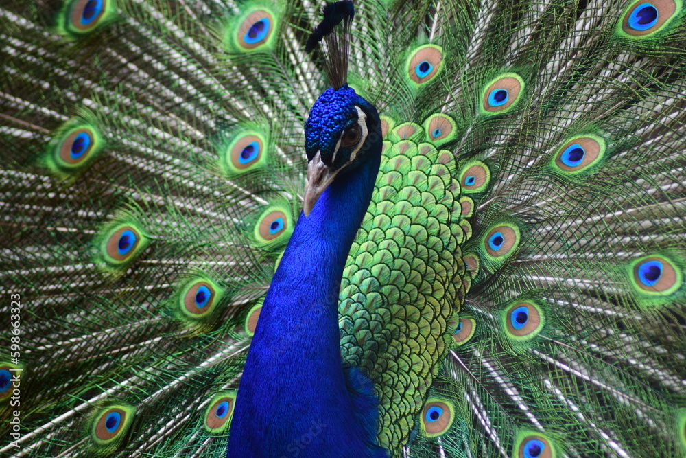 Obraz premium Peacock dancing in happy mood.