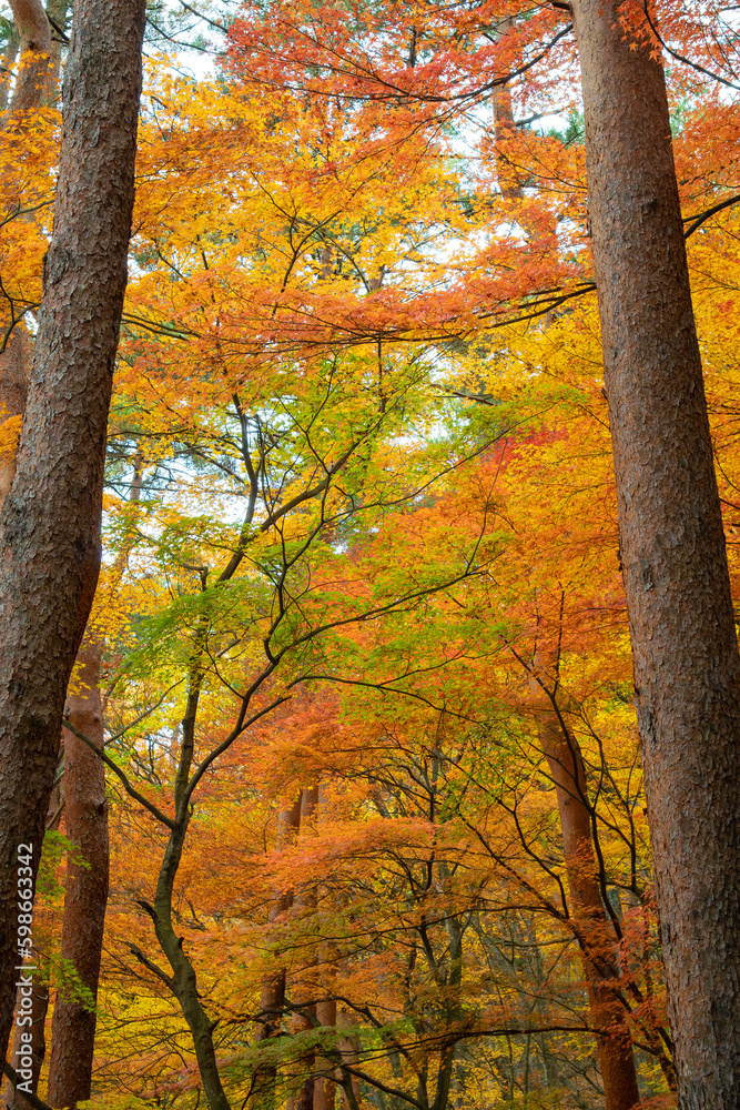 Obraz premium Beautiful nature colourful tree leaves in Japanese zen garden in autumn season at Japan.