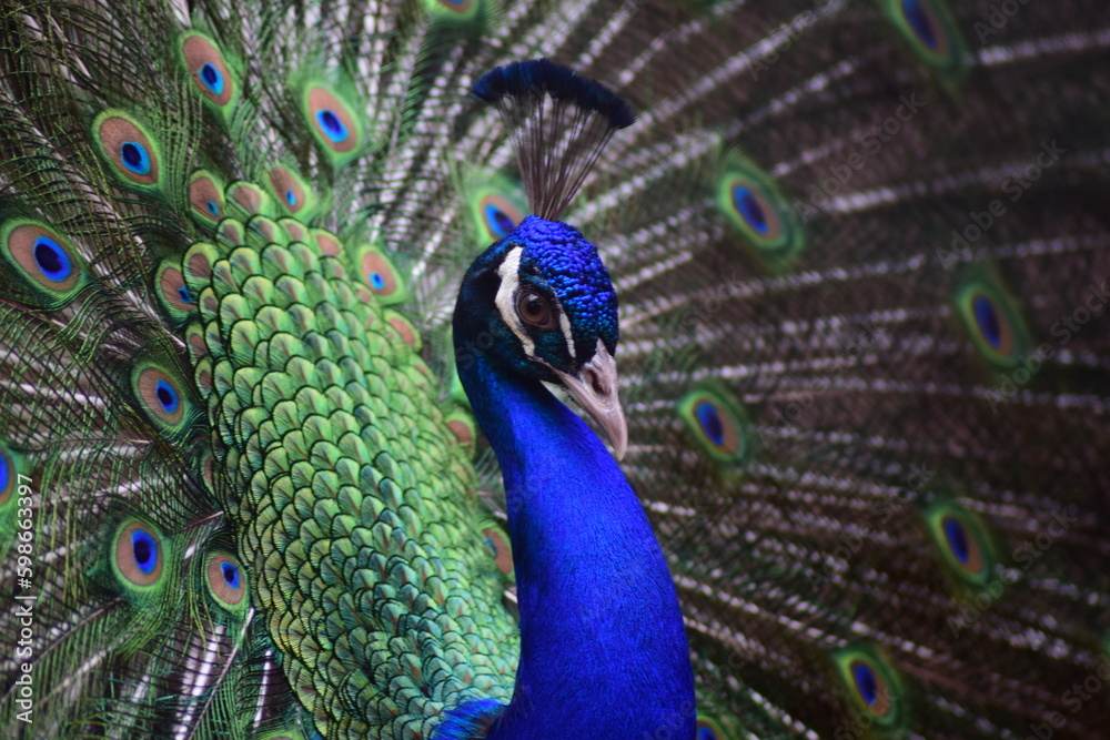 Obraz premium close up of peacock. Peacock dancing in romantic mood during mating season.