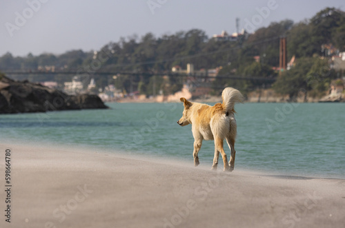 Fototapeta Naklejka Na Ścianę i Meble -  Dog on the beach of the river Ganges