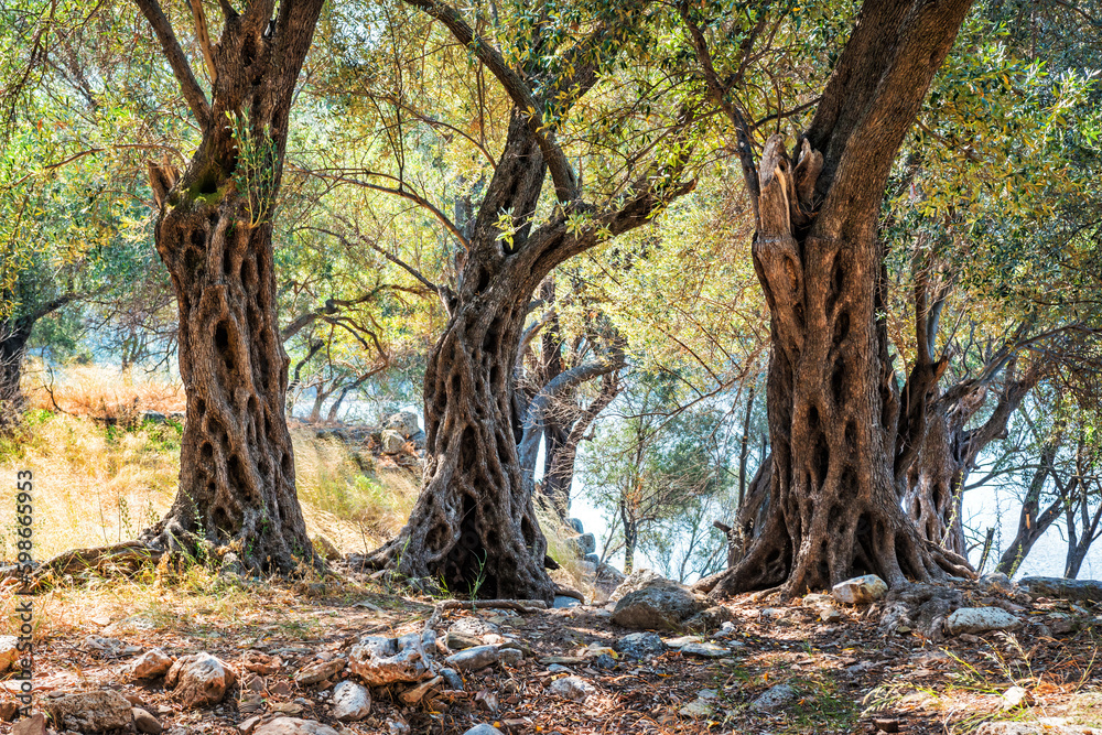 The ruins of the ancient city on the island of Cleopatra and bizarre trees, Sedir island, Aegean Sea, Marmaris, Turkey The ruins of the ancient city on the island of Cleopatra and bizarre trees, Sedir island, Aegean Sea, Marmaris, Turkey