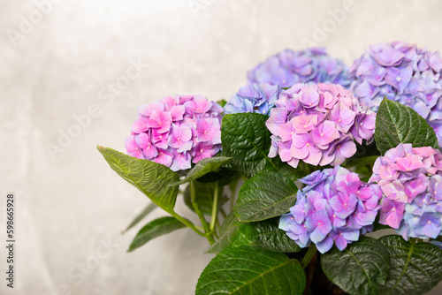 Hydrangea Blooming.Hydrangea on gray textural background. Hydrangea in a pot. Beautiful flowers. Spring bouquet. Blue, pink and lilac hydrangea flowers.Retro