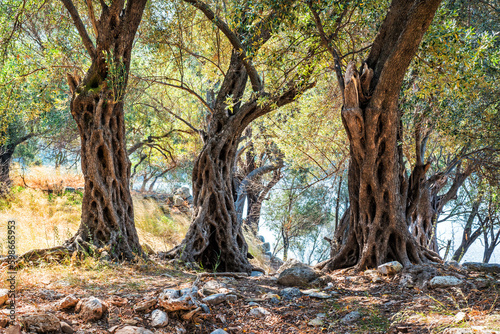 The ruins of the ancient city on the island of Cleopatra and bizarre trees, Sedir island, Aegean Sea, Marmaris, Turkey