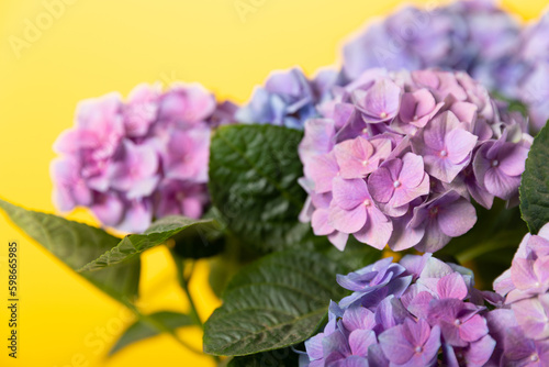 Hydrangea Blooming. Hydrangea on a colorful blurred background. Hydrangea in a pot. Beautiful flowers. Spring bouquet. Blue  pink and lilac hydrangea flowers.Retro