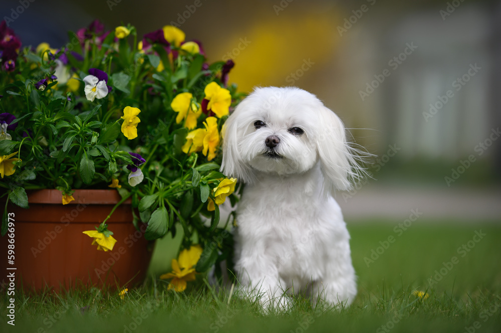 beautiful maltese dog sitting outdoors with blooming flowers in a pot
