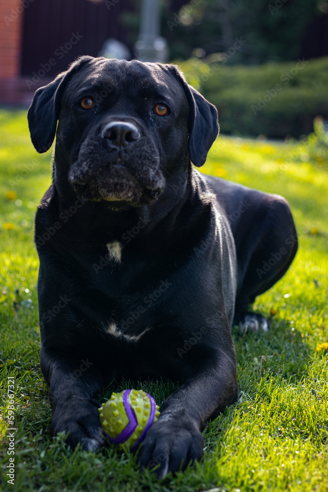 Portrait of a dog. Cane Corso puppy. Cute. Puppy. Animals. Pets. Black dog. Dog playing with a ball. Dog playing on grass. Dog lies on the grass. Green grass. Happy dog. Dog looks. 