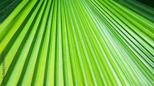 Striped leaf of tropical palm. Abstract green texture background.