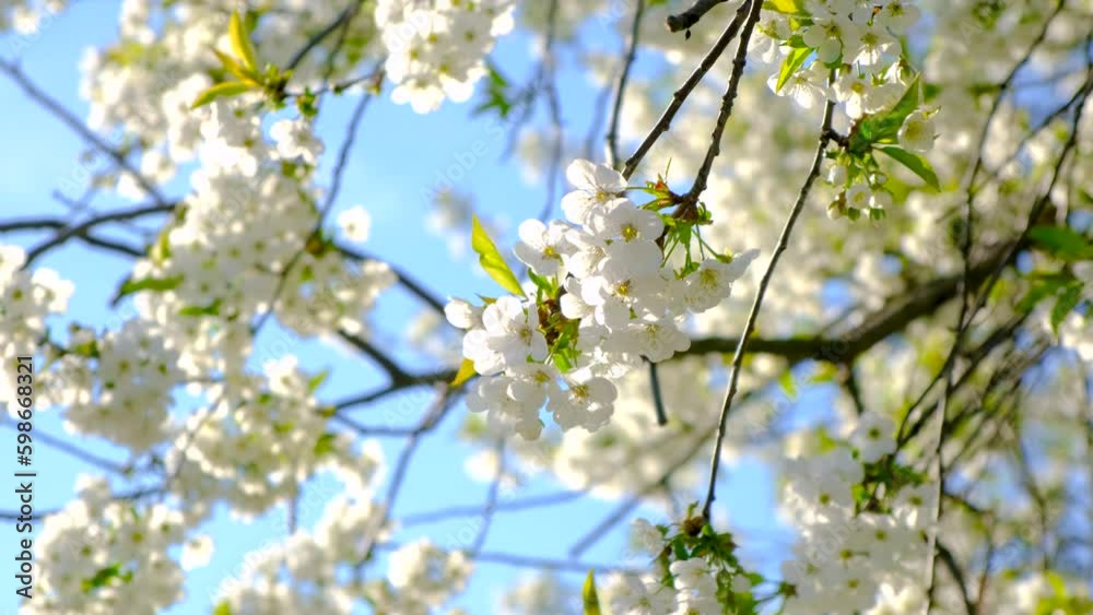 Blooming spring trees against the sky. Selective focus. Blooming spring trees against the sky. Selective focus.