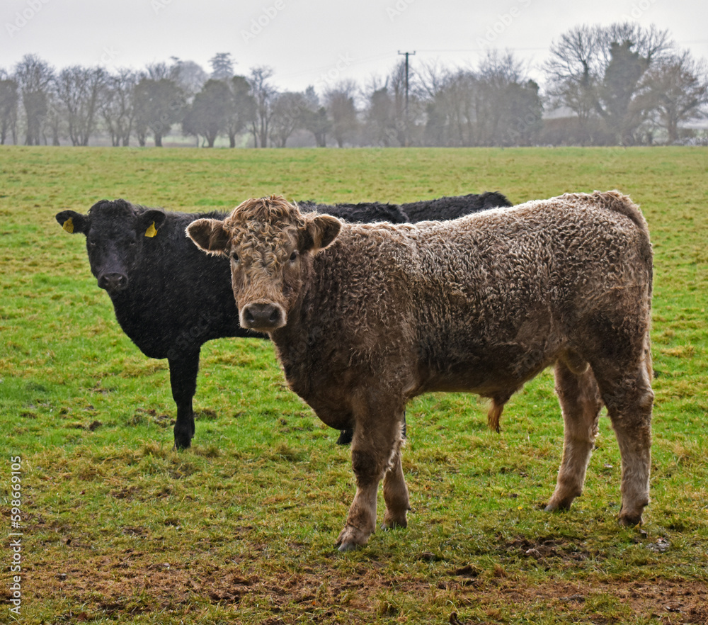 Obraz premium Cows in Ireland