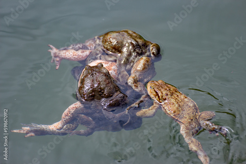 common toad mating in water lakes and rivers amphibious