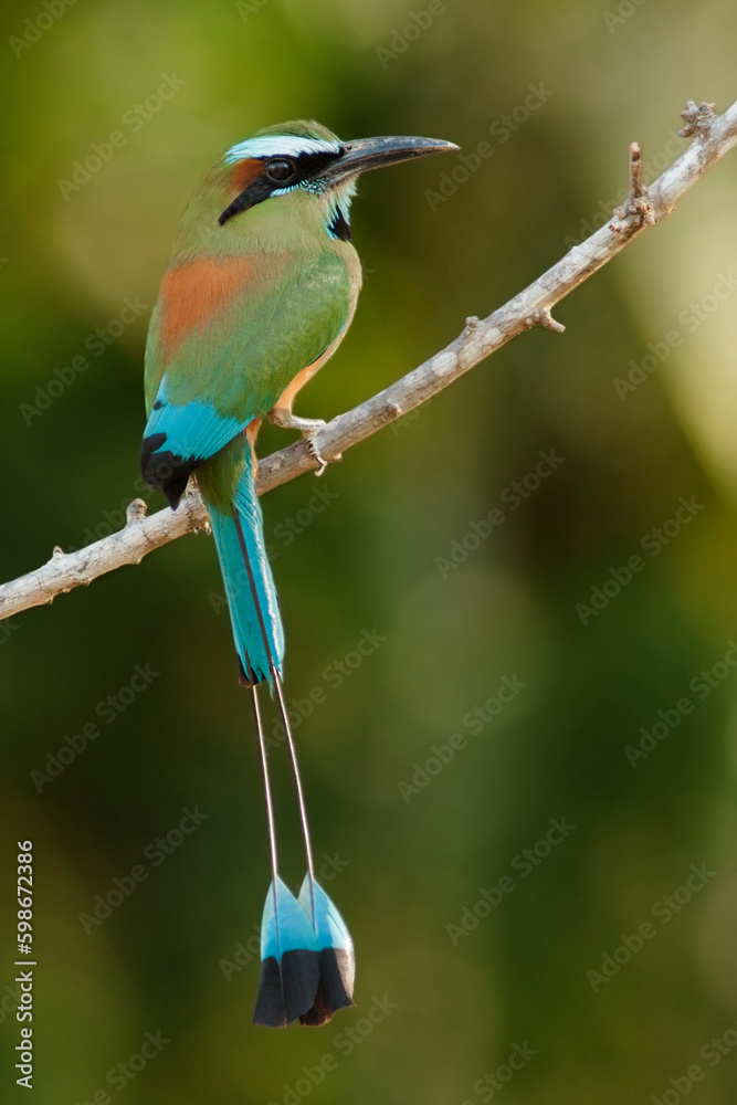 Obraz premium Turquoise-browed-Motmot