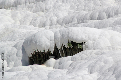 Close-up photo of snow-white travertine with plants growing from it in Pamukkale, Turkey © Kateryna