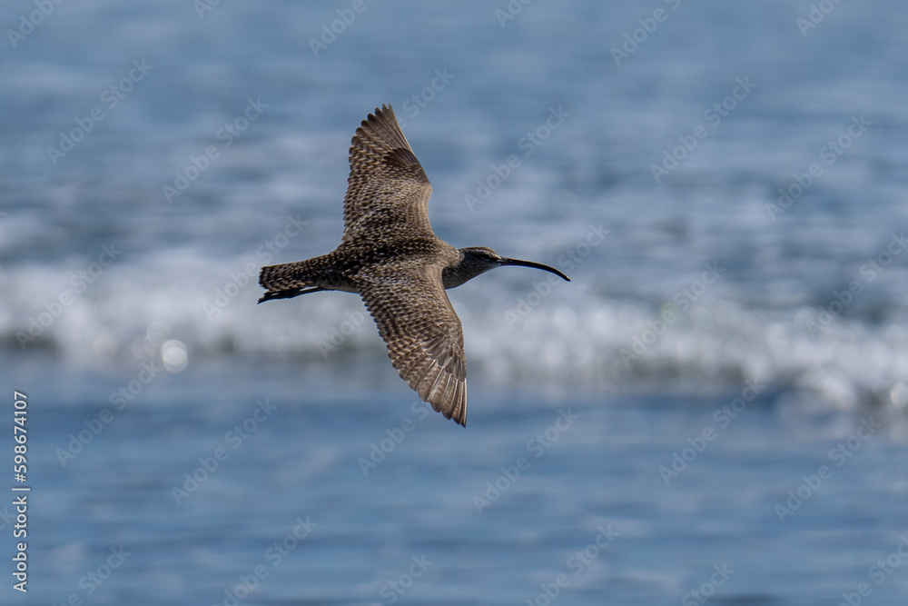 Whimbrel flying in flight Whimbrel flying in flight