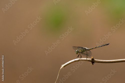 A Dragonfly standing on small branch with green and brown color background