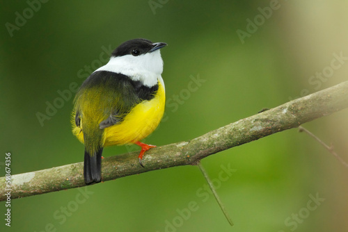 White-collared-manakin