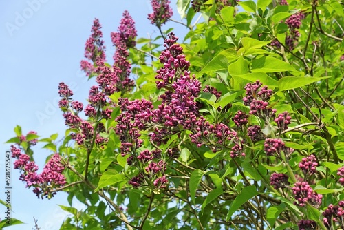 Spring blossoming of lilac tree with purple flowers