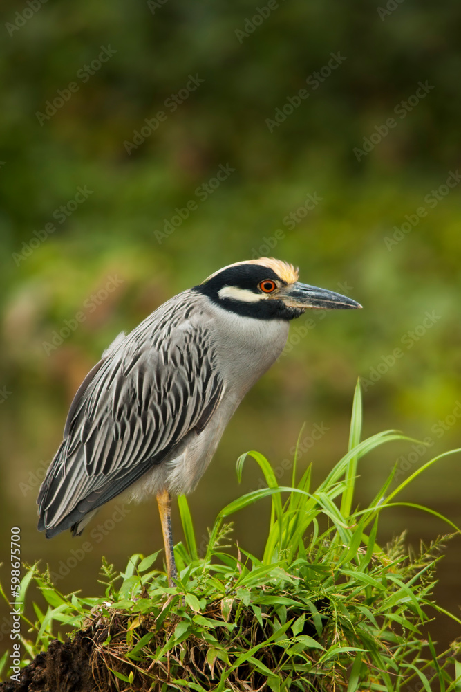 Yellow-crowned-night-heron Yellow-crowned-night-heron
