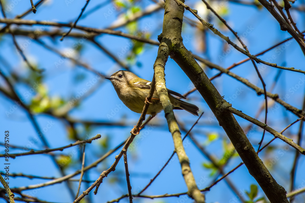 the common chiffchaff phylloscopus collybita perched in a tree with blue sky in the background the common chiffchaff phylloscopus collybita perched in a tree with blue sky in the background