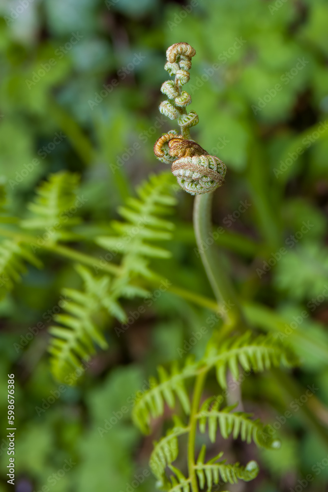 fern fronds unfurling in spring sunshine fern fronds unfurling in spring sunshine