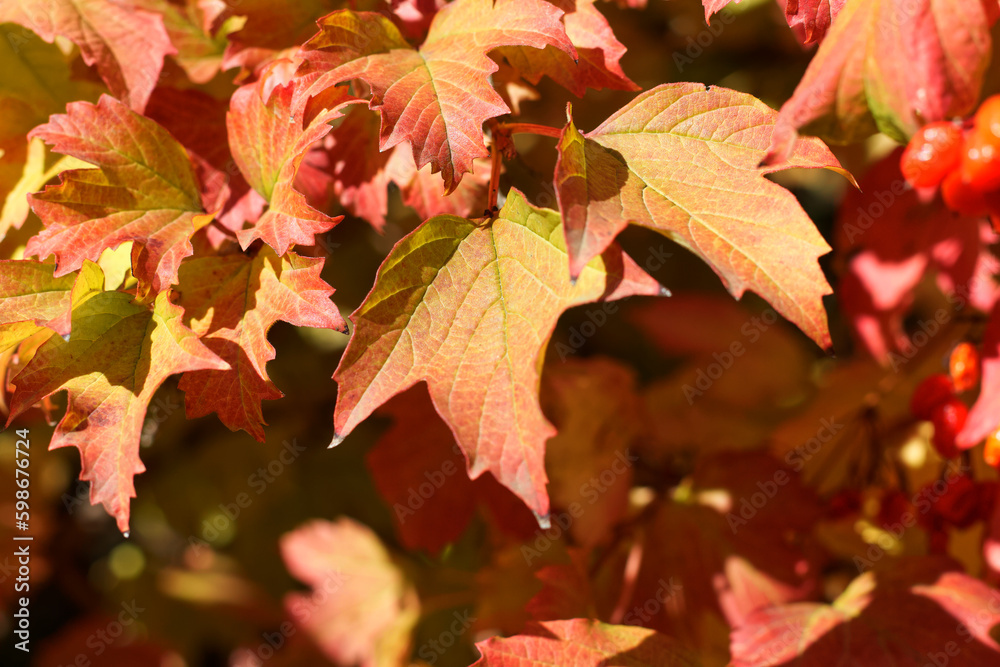 Obraz premium Red maple leaves in late autumn