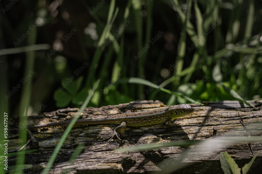 Fototapeta premium green lizard in the forest in the grass
