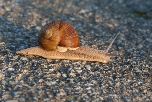 A closeup shot of a snail crawling on tarmak photo