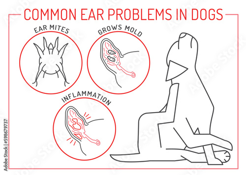 Ear mites, mold grow, inflammation. Common ear problems in dogs.