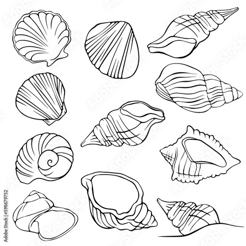 set with drawn contour seashells