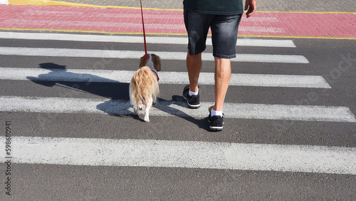 Person walking down the street and crossing the crosswalk with their pet.