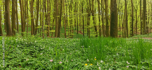 Fotografi Danish green beech forest in spring season and anemones blossoming in the forest