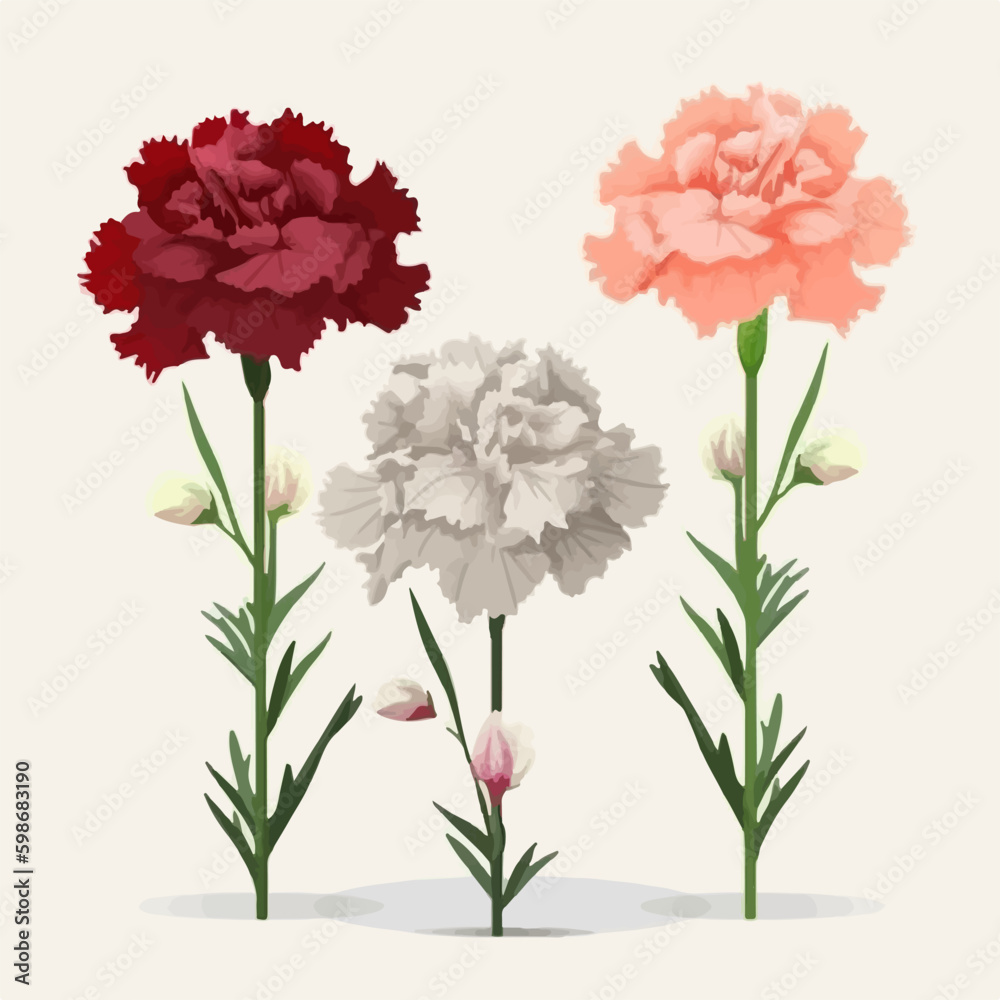 A set of elegant carnation flower illustrations perfect for wedding invitations.