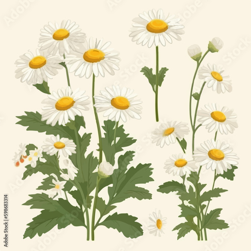 Chamomile flower vector illustration with a monochrome color scheme