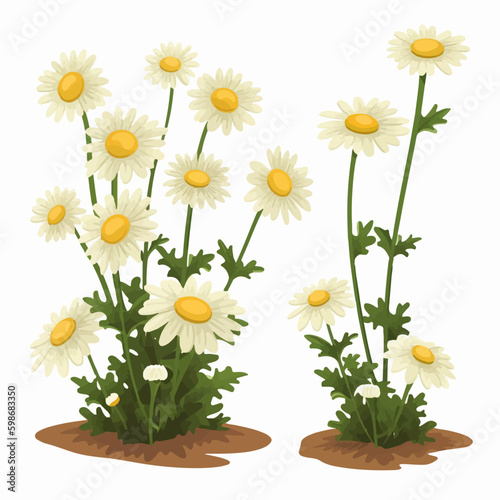 Chamomile flower vector illustration with a soft and delicate style