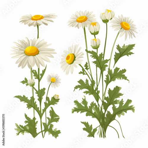Chamomile flower vector illustration with a pastel color scheme