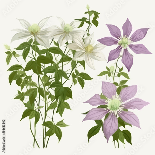 Elegant clematis flower design for invitations and greeting cards
