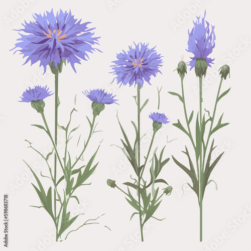 A stunning cornflower flower illustration  perfect for adding to your wall art collection