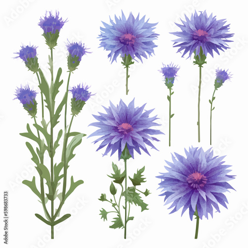 Delicate and elegant vector illustration of a single cornflower flower  perfect