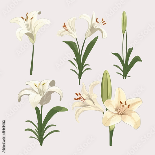 Vector pack featuring a variety of lily illustrations for versatile use.