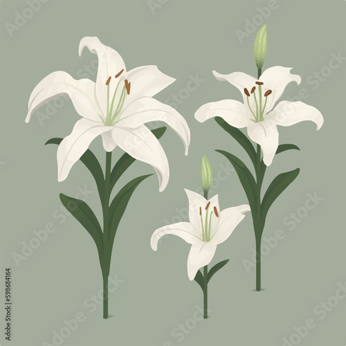 A collection of sleek and minimalistic lily illustrations for a clean aesthetic.