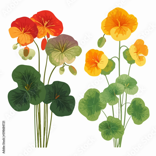 Vector pack featuring a variety of nasturtium graphic elements.