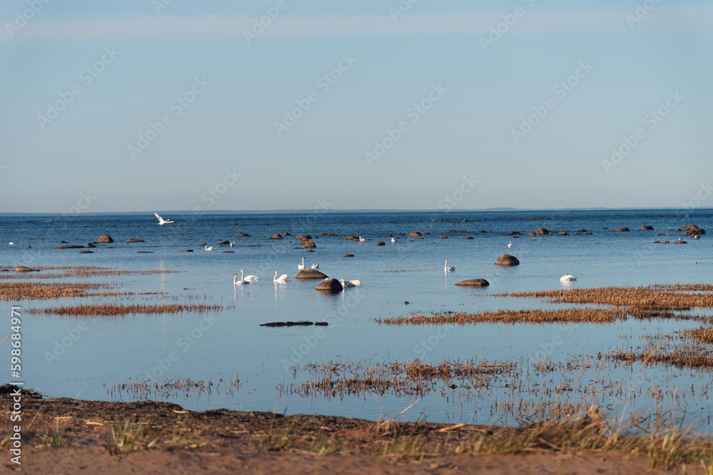 swans in their natural habitat in the Baltic sea in spring