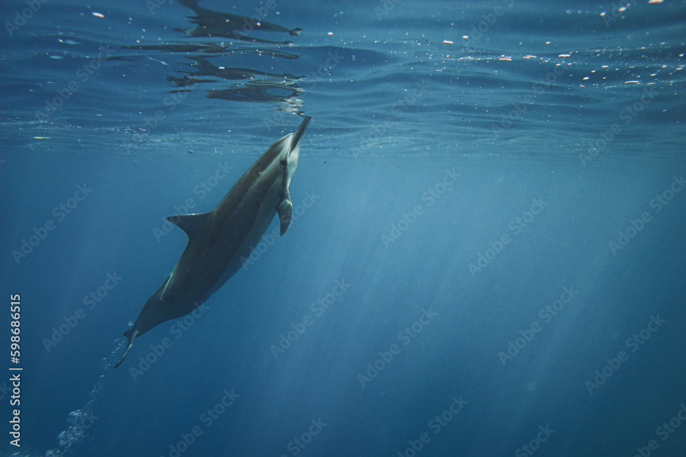 Fototapeta premium dolphin coming up for air