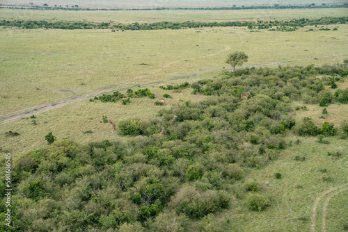 Photography Aerial view of giraffes scattered on the plains and in the trees of the Masaai M