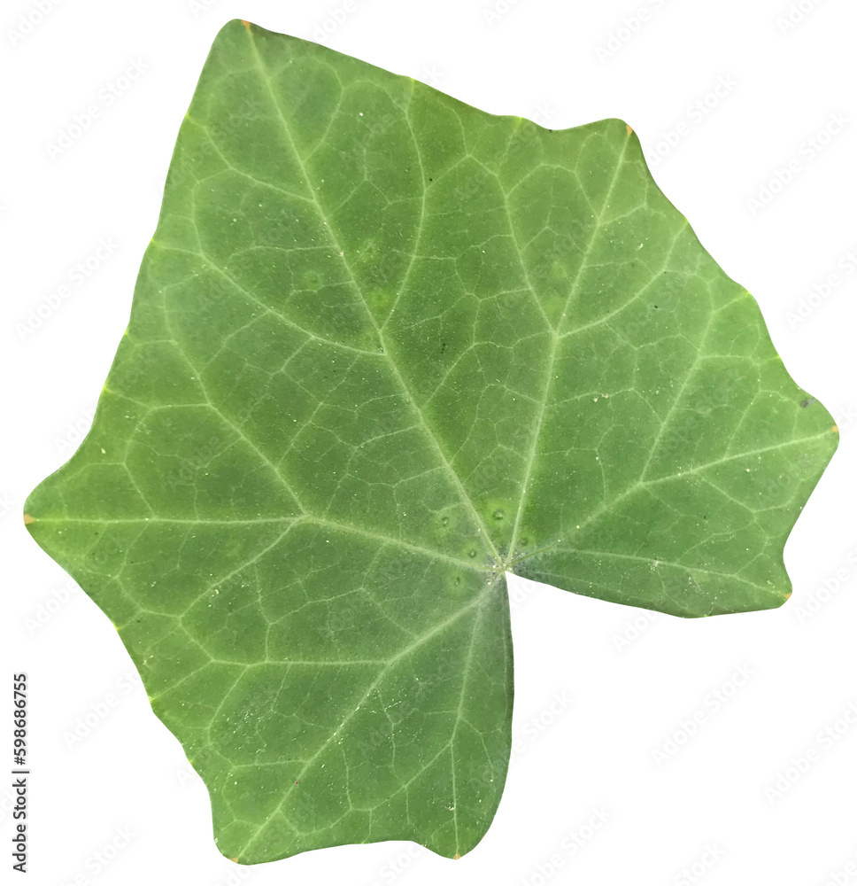 green leaf isolated on transparent background, lvy ground leaf.