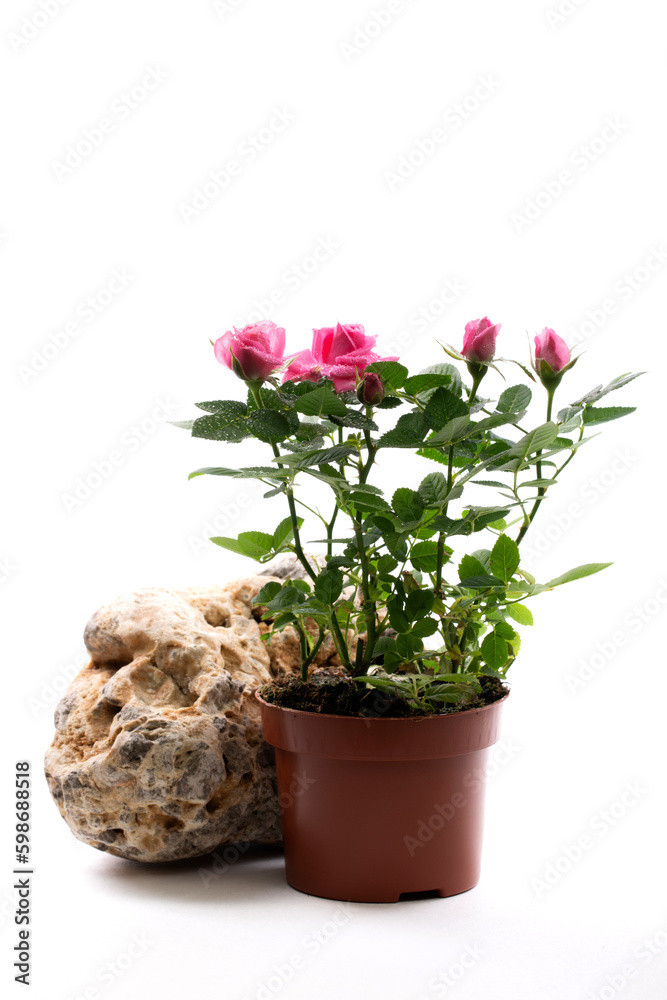 Indoor rose bush in a pot on a stone on a white background